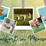 Photo collage of happy pets, finding comfort in memories after the loss of a beloved pet.