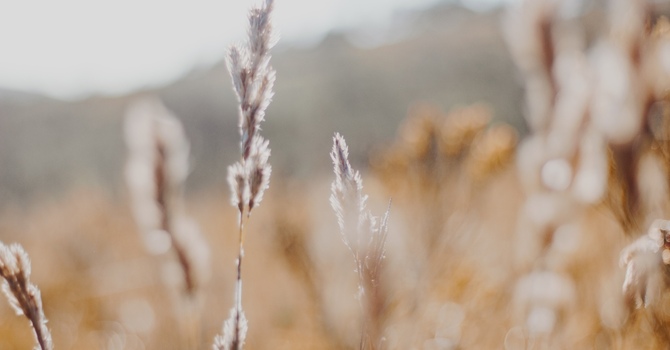 Understanding Grief: 20 Reflections on Loss, Memory, and Meaning