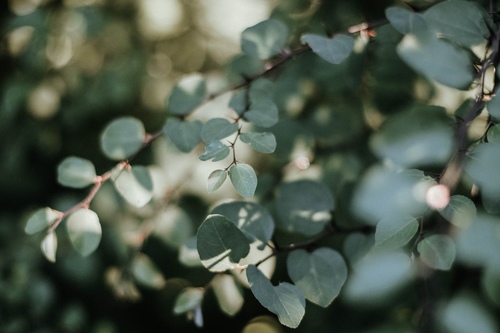 Lily  Euesden 