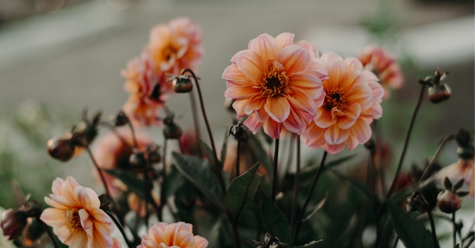 Grief, Growth & Joy: Why Facing Loss Transforms Your Life | London, Ontario  EPIC Recovery