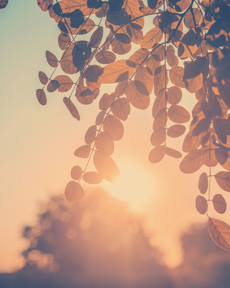 Sunlit leaves at sunrise representing warmth and compassionate grief support