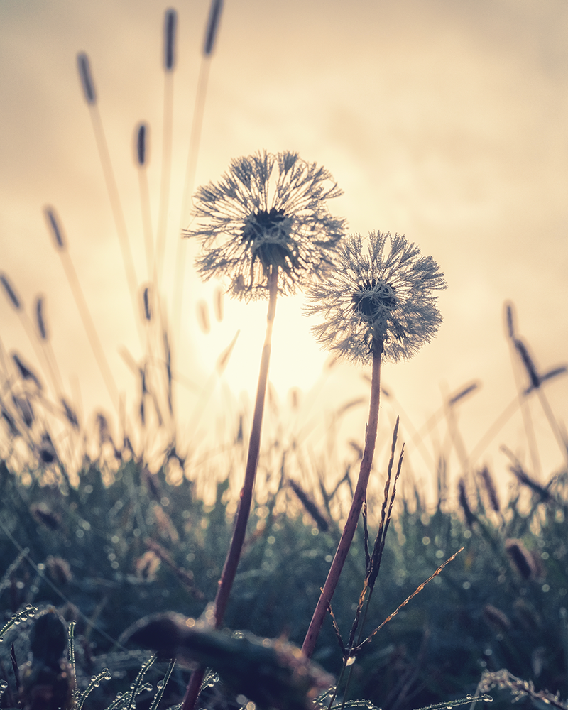 Dandelions at sunrise representing hope and resilience through grief