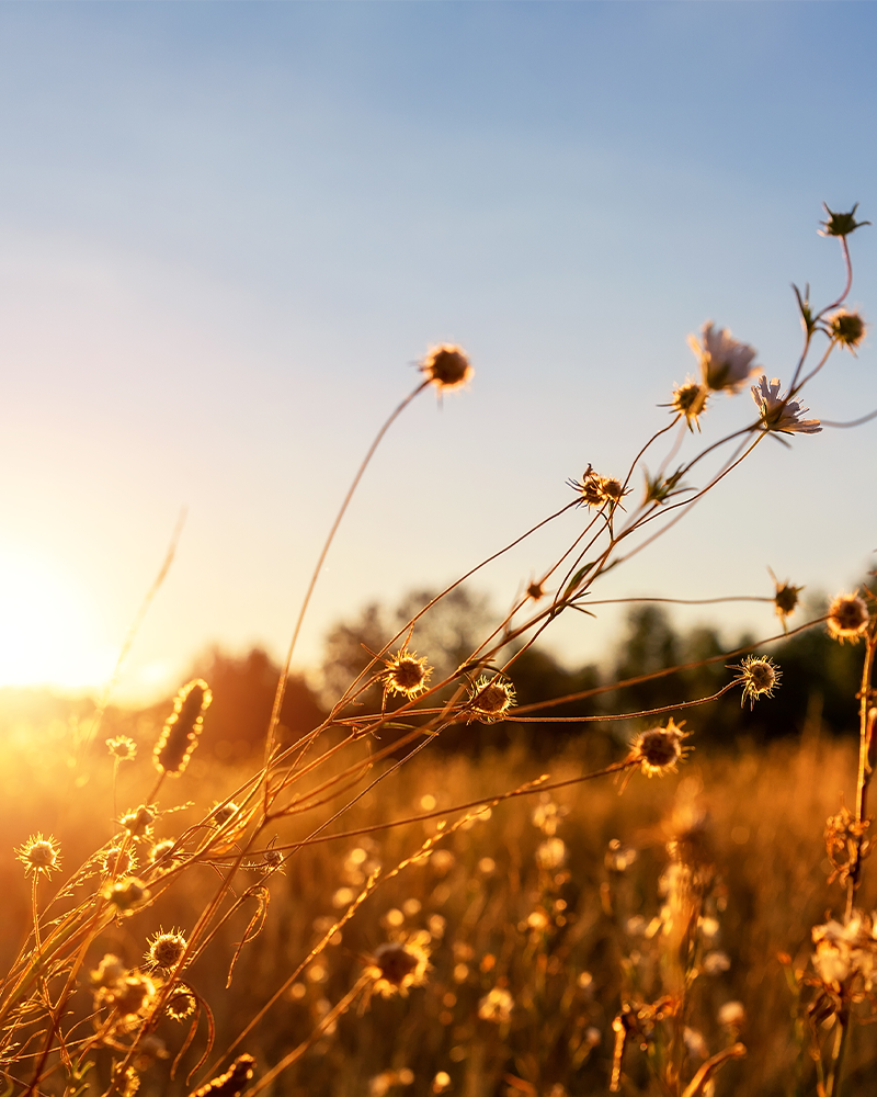 Warm golden field at sunset symbolising hope and healing through grief