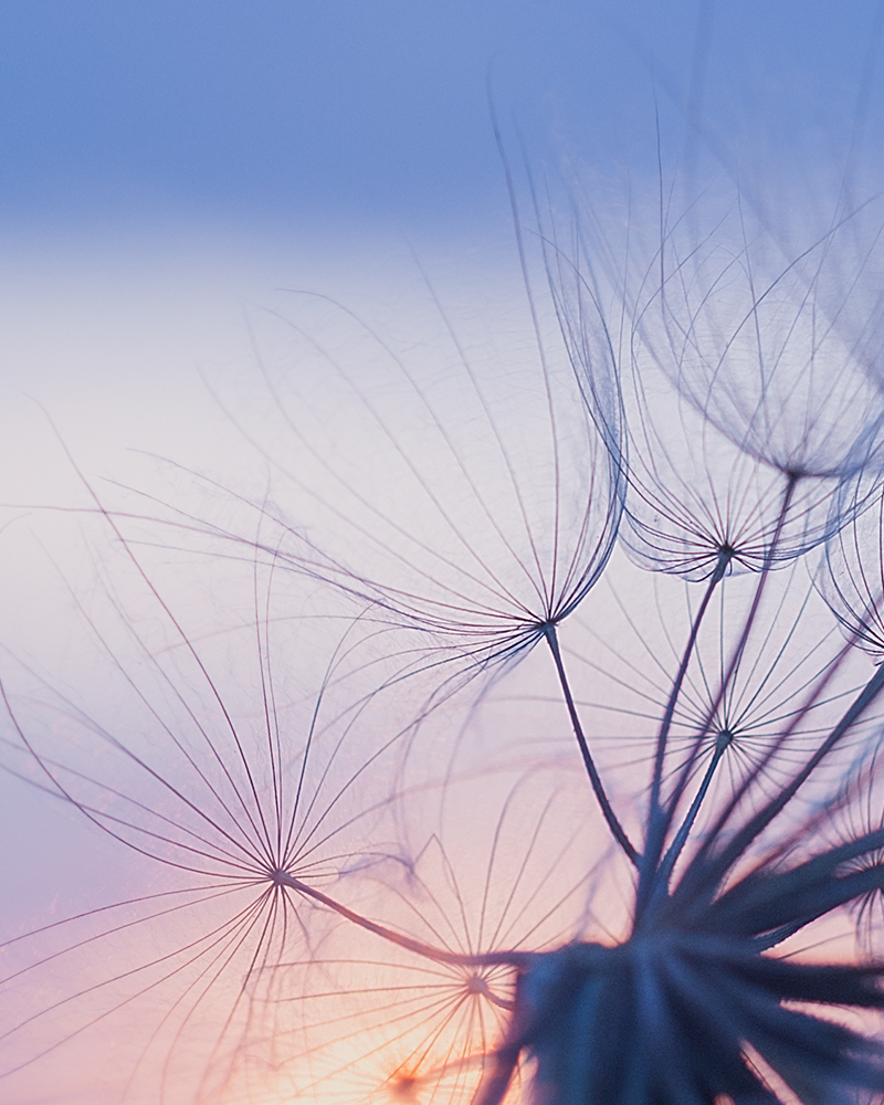 Delicate dandelion seeds at sunset representing hope and connection in grief support groups